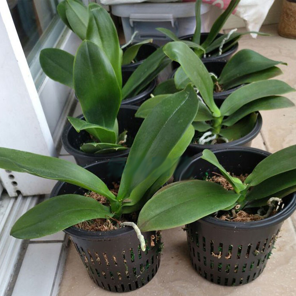 Gardening Tools For Home - 10 Cestas de Malla de PP